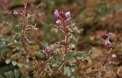 Astragalus cimae cimae