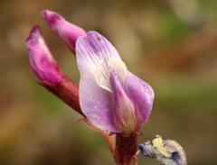 Astragalus cimae cimae