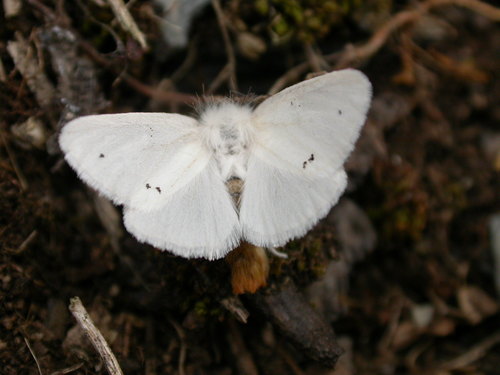Brown-tail Moth