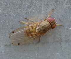 Gitona distigma