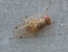 Gitona distigma