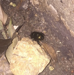 Phelotrupes laevistriatus