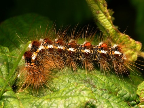 Brown-tail Moth