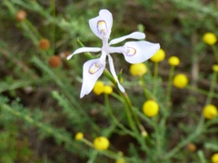 Moraea elliotii