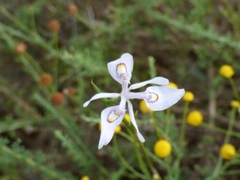 Moraea elliotii