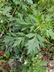 Artemisia vulgaris
