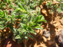 Felicia aculeata