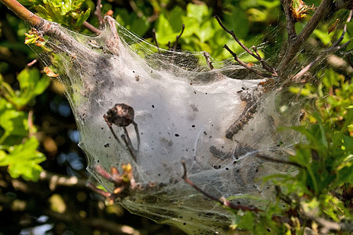 Brown-tail Moth