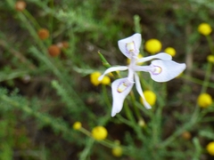 Moraea elliotii