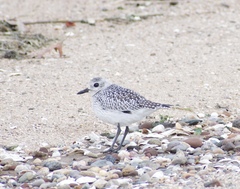 Pluvialis squatarola