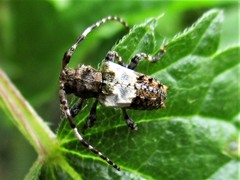 Pogonocherus hispidulus