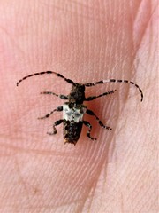 Pogonocherus hispidulus