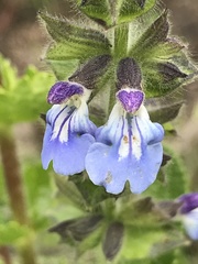 Salvia lachnostachys