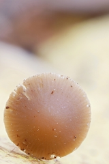 Psathyrella amarescens