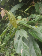 Alchornea latifolia