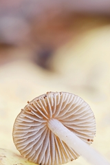 Psathyrella amarescens