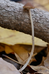 Psathyrella amarescens