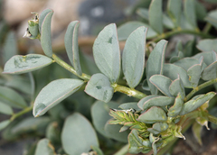 Astragalus cimae sufflatus