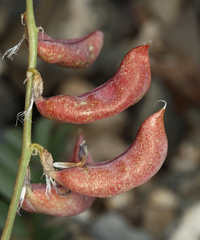 Astragalus cimae sufflatus