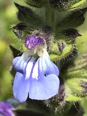 Salvia lachnostachys
