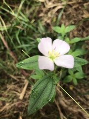 Pterolepis glomerata