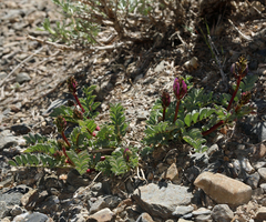Astragalus cimae sufflatus