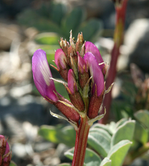 Astragalus cimae sufflatus