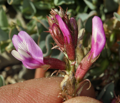 Astragalus cimae sufflatus