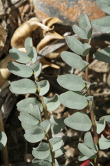 Astragalus cimae sufflatus