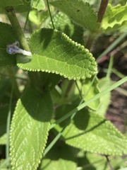 Salvia lachnostachys