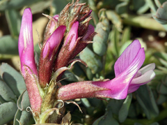 Astragalus cimae sufflatus