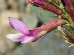 Astragalus cimae sufflatus