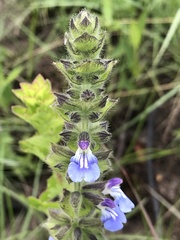 Salvia lachnostachys