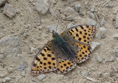 Issoria lathonia