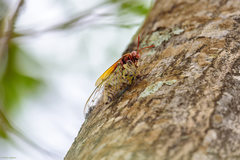 Sphecius grandidieri