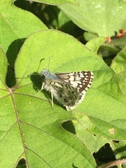 Burnsius communis