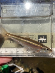 Clinostomus elongatus