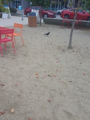 Corvus brachyrhynchos