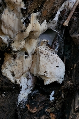 Pseudospongipellis delectans