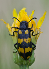 Hycleus polymorphus