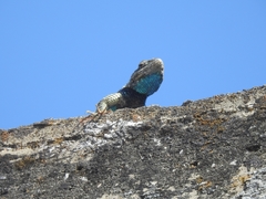Sceloporus torquatus