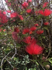 Calliandra tweediei