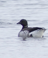 Branta bernicla