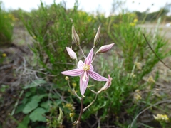 Cyanella lutea rosea