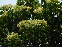 Hernandia guianensis