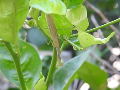 Mantidae