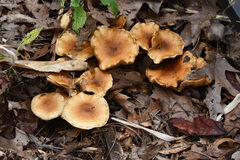 Pholiota malicola