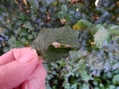 Phyllonorycter schreberella