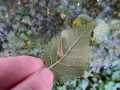 Phyllonorycter schreberella