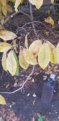 Magnolia salicifolia